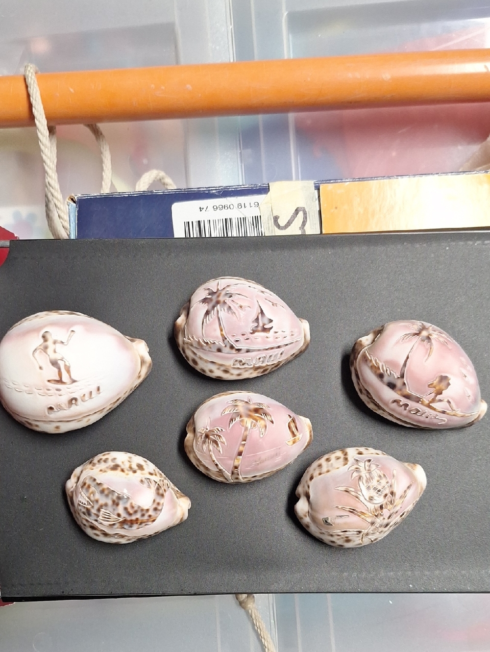 Hawaii Cowrie Shells Set